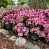 Endless Summer® Pop Star® Bigleaf Hydrangea 1 Endless Summer® Pop Star® Bigleaf Hydrangea -Nature Grove Shop Hydrangea Pop Star FGT 600x600 0c83e550 fcaf 4086 b2ff 076f1346bce2