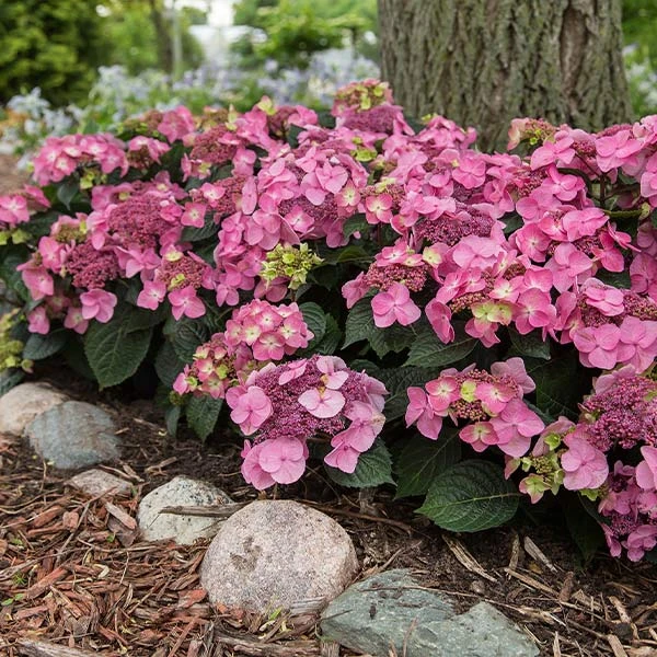 Endless Summer® Pop Star® Bigleaf Hydrangea 3 Endless Summer® Pop Star® Bigleaf Hydrangea
