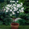Iceberg Rose Tree 2 Iceberg Rose Tree -Nature Grove Shop Iceberg Roses 600x600 e75374dc 3f81 4fe6 acda e6186e7eadfc