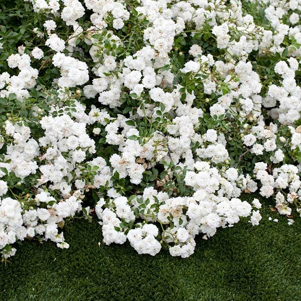 Icy Drift® Rose 3 Icy Drift® Rose