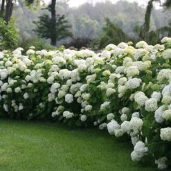 Incrediball® Hydrangea Shrub -Nature Grove Shop Incrediball Hydrangea 1 FGT