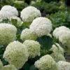Incrediball® Hydrangea Shrub -Nature Grove Shop Incrediball Hydrangea FGT 600x600 db11fa34 d7f4 42e8 b522 b771f9dfae02