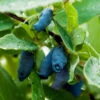 Indigo Gem Haskap (Honeyberry) -Nature Grove Shop Indigo GEm Haskap 600x600 b2f232b9 e3e1 493f 8d14 d84faacd7d64