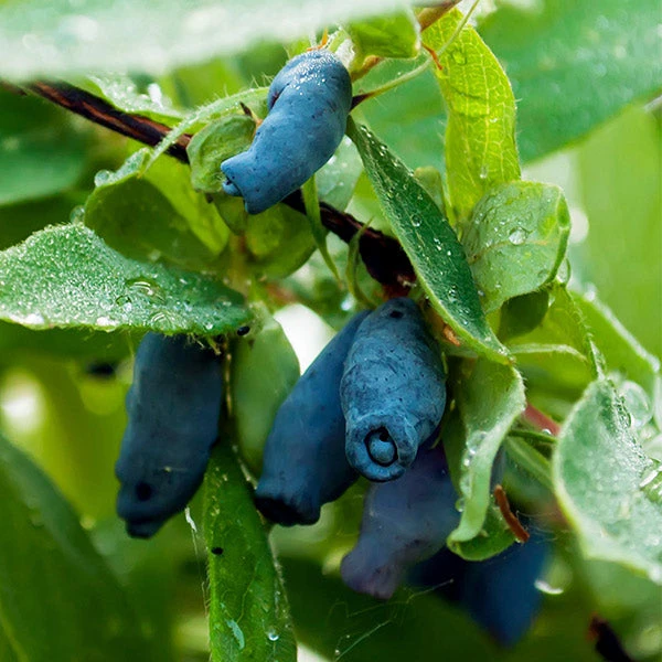 Indigo Gem Haskap (Honeyberry) 3 Indigo Gem Haskap (Honeyberry)