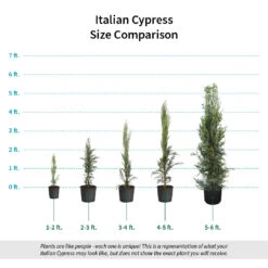 Italian Cypress -Nature Grove Shop Italian Cypress Size Comparison ugc test