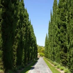 Italian Cypress -Nature Grove Shop Italian Cypress 1 FGT