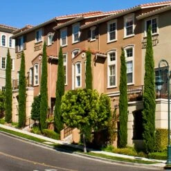 Italian Cypress -Nature Grove Shop Italian Cypress 3 FGT