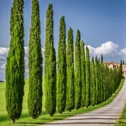 Italian Cypress -Nature Grove Shop Italian Cypress 6 FGT