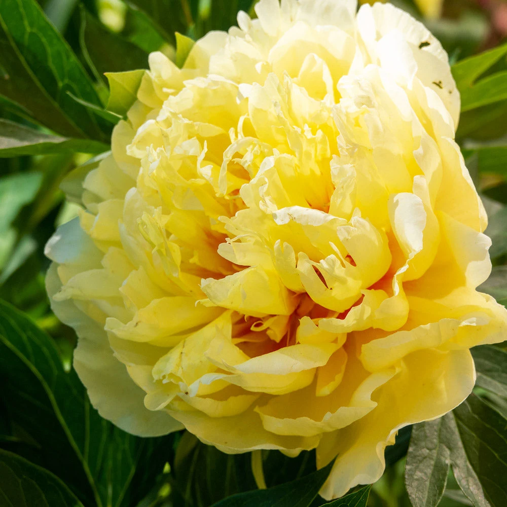 Bartzella Peony 3 Bartzella Peony