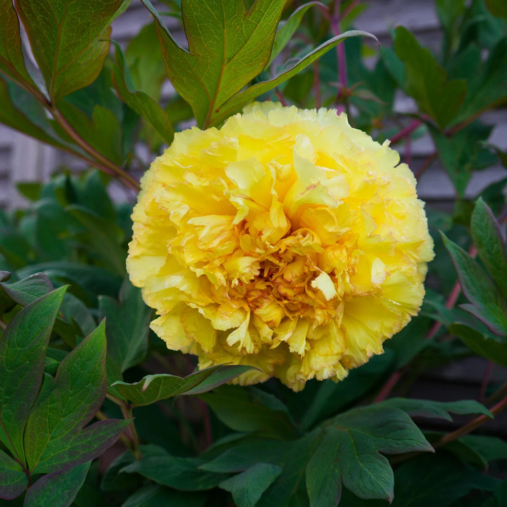 Bartzella Peony 5 Bartzella Peony - Image 3