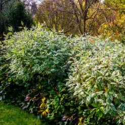 Ivory Halo Dogwood Shrub 9 Ivory Halo Dogwood Shrub -Nature Grove Shop Ivory Halo Dogwood 2