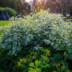 Ivory Halo Dogwood Shrub 7 Ivory Halo Dogwood Shrub -Nature Grove Shop Ivory Halo Dogwood 3