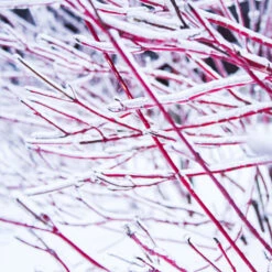 Ivory Halo Dogwood Shrub 8 Ivory Halo Dogwood Shrub -Nature Grove Shop Ivory Halo Dogwood 4