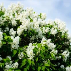 Ivory Silk Japanese Lilac Tree -Nature Grove Shop Ivory Silk Lilac 1