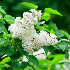 Ivory Silk Japanese Lilac Tree -Nature Grove Shop Ivory Silk Lilac 2
