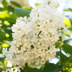 Ivory Silk Japanese Lilac Tree -Nature Grove Shop Ivory Silk Lilac 4