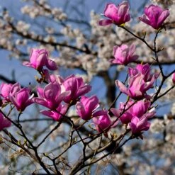 Jane Magnolia -Nature Grove Shop Jane Magnolia 4 FGT