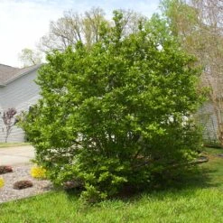 Jane Magnolia -Nature Grove Shop Janr Magnolia 5 FGT