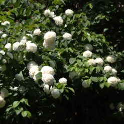 Japanese Snowball Bush 11 Japanese Snowball Bush -Nature Grove Shop Japanese VIburnum 2 FGT