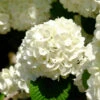 Japanese Snowball Bush 1 Japanese Snowball Bush -Nature Grove Shop Japanese VIburnum FGT 600x600 57eb5798 f201 407e b4b4 50700890e124