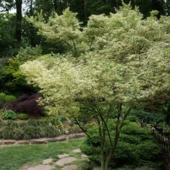 Butterfly Japanese Maple Tree -Nature Grove Shop Japanese Maple BUtterfly 1
