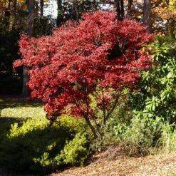 Red Japanese Maple Tree -Nature Grove Shop Japanese Maple Red 3
