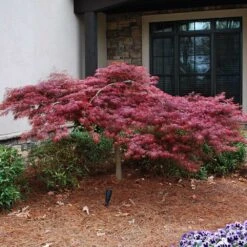 Red Dragon Japanese Maple Tree -Nature Grove Shop Japanese Maple Red Dragon 2 FGT
