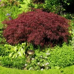 Red Dragon Japanese Maple Tree -Nature Grove Shop Japanese Maple Red Dragon 3 FGT