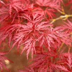 Red Dragon Japanese Maple Tree -Nature Grove Shop Japanese Maple Red Dragon 5