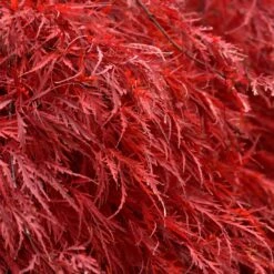 Tamukeyama Japanese Maple Tree -Nature Grove Shop Japanese Maple Tamukayama 5