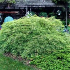 Weeping Japanese Maple 'Viridis' Tree -Nature Grove Shop Japanese Maple Virdis 3 FGT