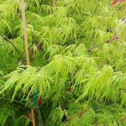 Weeping Japanese Maple 'Viridis' Tree -Nature Grove Shop Japanese Maple Viridis 2
