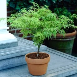 Weeping Japanese Maple 'Viridis' Tree -Nature Grove Shop Japanese Maple Viridis 4