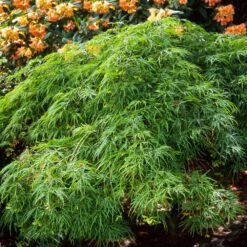Waterfall Japanese Maple 9 Waterfall Japanese Maple -Nature Grove Shop Japanese Maple Waterfalls 2