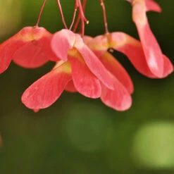 Red Select Japanese Maple Tree 13 Red Select Japanese Maple Tree -Nature Grove Shop Japanese Red Select 4