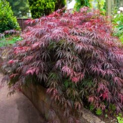 Red Select Japanese Maple Tree 10 Red Select Japanese Maple Tree -Nature Grove Shop Japanese Red Select 5