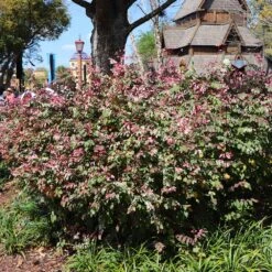 Jazz Hands® Variegated Loropetalum -Nature Grove Shop Jazz Hands loropetalum 1 FGT