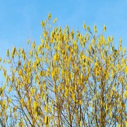 Jefferson Filbert Hazelnut Tree -Nature Grove Shop Jefferson Filbert Hazelnut 4