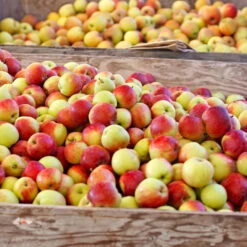 Jonagold Apple Tree -Nature Grove Shop Jonagold Apple 6