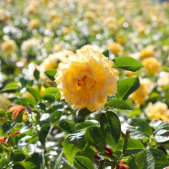 Julia Child Rose -Nature Grove Shop Julia Child Rose 4