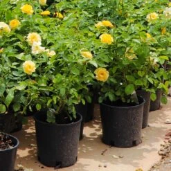 Julia Child Rose -Nature Grove Shop Julia Child Rose 7