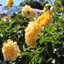 Julia Child Rose Tree -Nature Grove Shop Julia Child Rose Tree 8