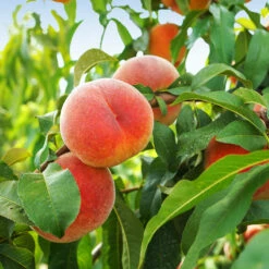June Gold Peach Tree -Nature Grove Shop June Gold peaches 1
