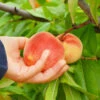 June Gold Peach Tree 2 June Gold Peach Tree -Nature Grove Shop June Gold peaches 600x600 081581b8 78f0 441e 86eb fc7b9926022e