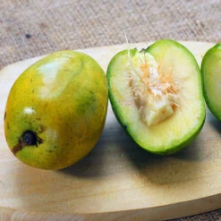 June Plum Tree 8 June Plum Tree -Nature Grove Shop June Plum 5