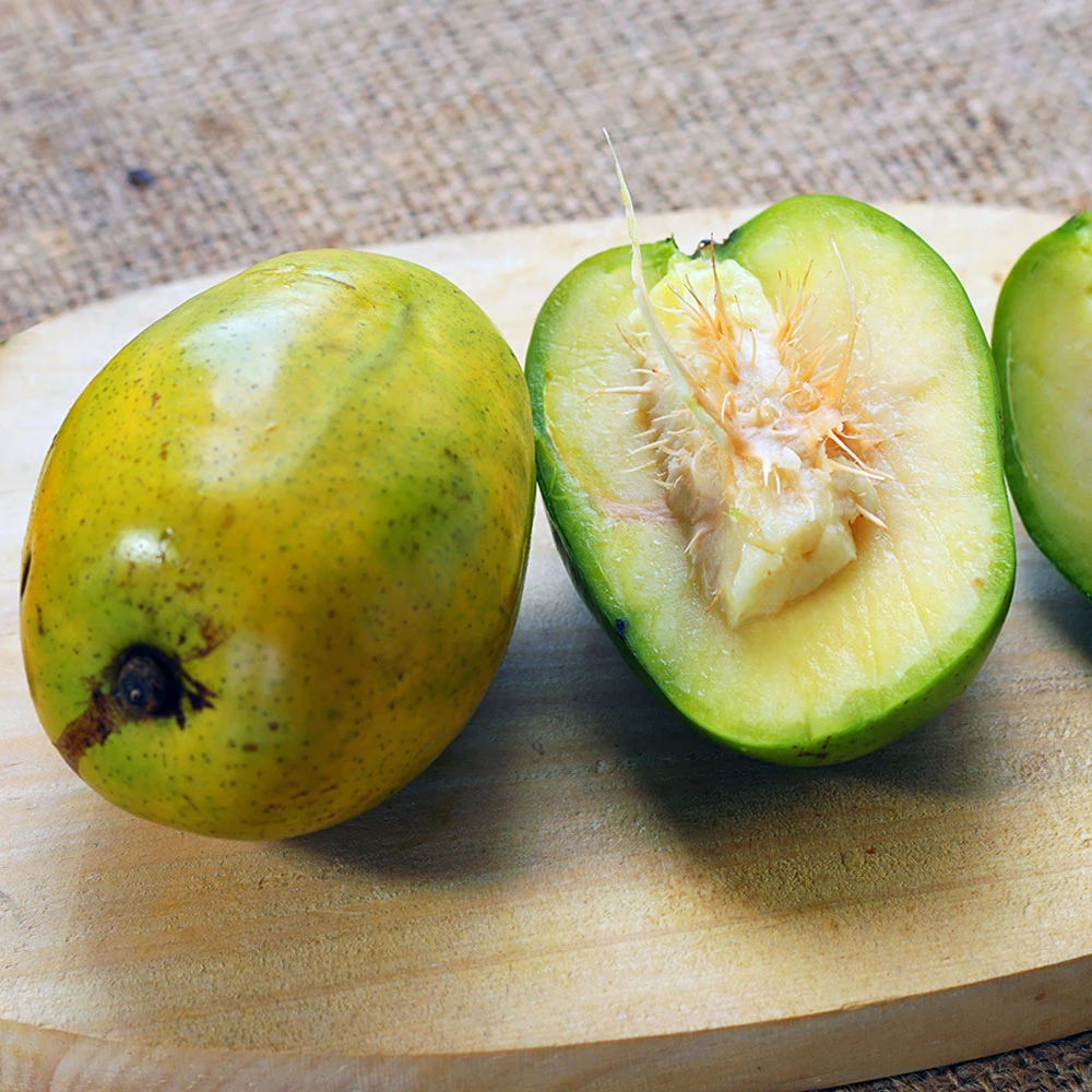 June Plum Tree 5 June Plum Tree - Image 3