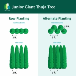Junior Giant Thuja Tree -Nature Grove Shop JuniorGiantThujaTree