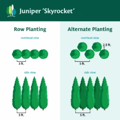 Skyrocket Junipers -Nature Grove Shop Juniper Skyrocket