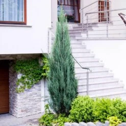 Skyrocket Junipers -Nature Grove Shop Juniper Skyrocket 6 FGT