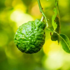 New Products -Nature Grove Shop Kaffir Lime 4 FGT